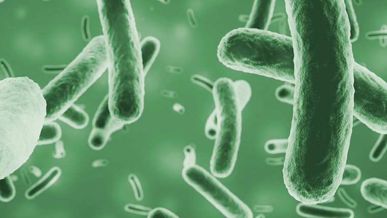 I batteri si moltiplicano maggiormente in presenza di biofilm